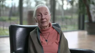 Message du Dr Jane Goodall concernant le coronavirus Co-Vid 19