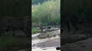 3 Leopards have epic battle with honey badger #trending #animal #shorts #tiktok #hyena #shortsfeed