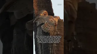 The Passionate Love of Barn Owls