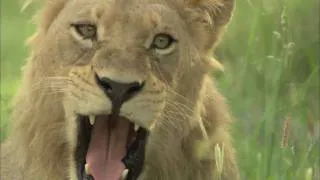 Cub Roars