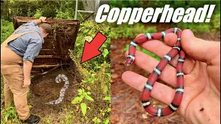 Snake Hunting Abandoned Farms! Copperhead, Milk, and More!
