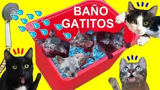 Intentando bañar a 4 gatitos bebes de Luna y Estrella por primera vez / Videos de gatos