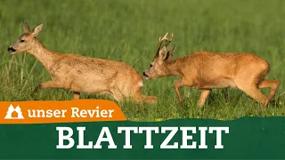 Was ist der Unterschied zwischen Brunft und Blattzeit? | Rehwild | unsere Revier | #68