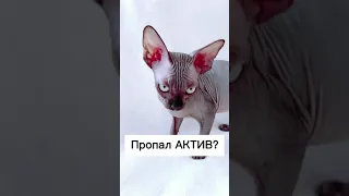 Лысая кошка Сфинкс видео с Tik tok