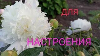 Настроение - Весна💃/Я пчёлка, а вовсе не медведь😂Работа не волк...