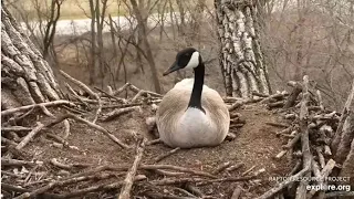 Canadian Goose lays another egg in Bald Eagle Nest!