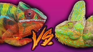 Which chameleon is best? | The differences between veiled and panther chameleons