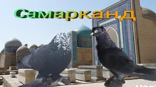 Самарканд Бойные игровые Голуби,Узбекские голуби,От уважаемого Голубятника Талат ака Tauben Pigeons!