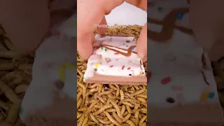 Mealworms vs POP-TART