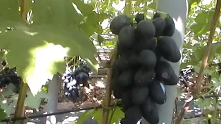 Сорт винограда "Черный кристалл" - сезон 2019 # Grape sort "Chernyj kristall"