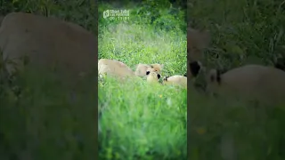 These Triplet Lion Cubs Play While Their Mother Is Resting | Funny and Cute Animal Cubs