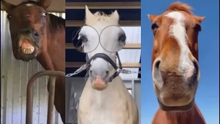 Hilarious horse videos to cheer you up!