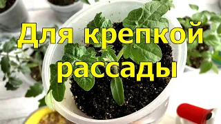 СДЕЛАЙ ЭТО 1 раз В МАРТЕ и 1 раз В АПРЕЛЕ, чтобы РАССАДА ТОМАТОВ была КРЕПКАЯ и НЕ БОЛЕЛА