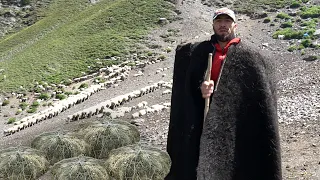 DAGESTAN. GRASS sheep cheese shepherds Milking sheep and making cheese in farm. Russia nowadays