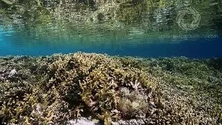 "Oceans" scenes 9-12: Coral as Habitat, the Reef Building Cycle, Planktivores at the Dropoff