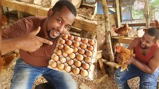 Starting  Layers Chicken Business in Jamaica 🇯🇲 🥚🐥 #EggFarmer #chicken