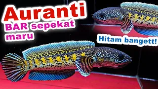 Tutorial Auranti Spek Warna Super Pekat