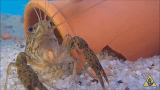Understanding Crayfish: A beginner's Guide | SlapHazard Films