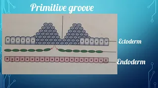 DEVELOPMENT OF FACE AND ORAL CAVITY (Part 1- embryology)