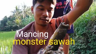 MANCING BELUT MONSTER DISAWAH |FISHING EEL| basa berkam