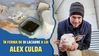 Oaia Lacaune, alegerea inspirată a lui Alex Culda! Mulge oile şi pe timp de iarnă!