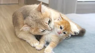The way the mom cat show the love to her tiny daughter is very special and forceful