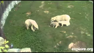 Polar bear cubs defend their mother