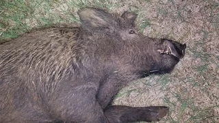 3 Hunts, 5 Hogs Down - Thermal Hog Hunt