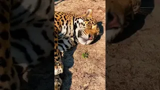 Jaguar Claws & Toe Beans! AMAZING