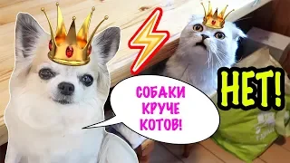 ССОРА КОТОВ И СОБАК! ЗА ЧТО НАКАЗАН БИЛЯ? СЛАДУН ОБИЖЕН!