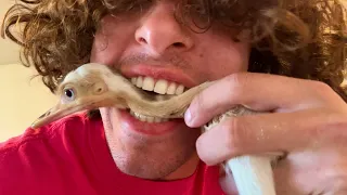 Eating Kevin’s Son (ASMR)