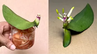 It's Magical It Makes 1 Orchid Leaf Instantly Revive