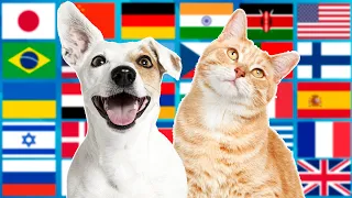 Cat and Dog in 50 Languages