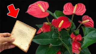 I taught myself how to fertilize ANTHURIUM and they bloomed continuously