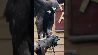 🦅 Águila Real #fypシ #animales #shorts #aves