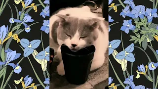 FUNNY CATS MOMENTS 😻