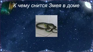 К чему снится Змея в доме (Сонник)