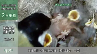 Mischievous Japanese Tit Chick, Born 2 Days Late, Goes Wild in the Nest! 😆