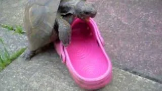 Tortoise gets frisky with a croc!