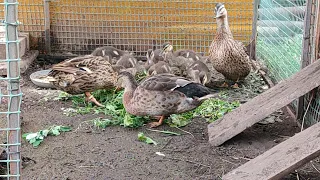 Мои подсадные утки, их выводок. Попытка определения пола утят