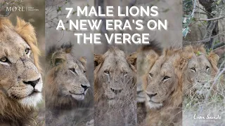 7 Male Lions | A New Coalition Rises | Lion Sands | South Africa | Kruger National Park