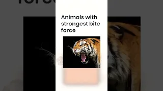Animals with the strongest bite #shorts