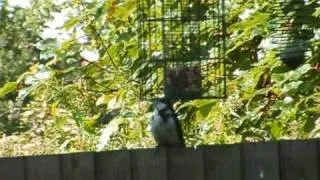 2009 06 15 Woodpeckers at Coed Talon B&B 0001