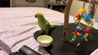 Petey demands a treat - Petey the Ringneck