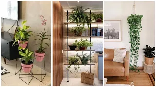 12 beautiful plants for living room 25 plants into the house 🌱