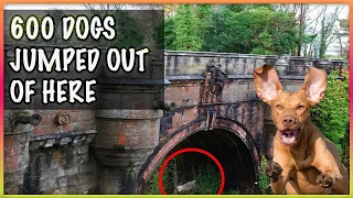 600 dogs committed suicide here! So what's the secret of the Bridge?