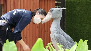 【ハシビロコウ】掛川花鳥園　飼育員のお姉さんとハシビロコウのふたばちゃん 2021年5月4日 【ふたば】