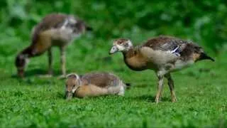 Nilgänse in Afrika und in Deutschland_vertonte Bildershow