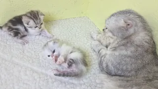 Caring Mom Cat is taking good care of her kittens and four kittens is not easy Competition