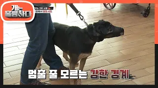 ※통제 불가※ 다른 개가 근처에 오기만해도 경계하는 흑임자! [개는 훌륭하다/Dogs Are Incredible] | KBS 220509 방송